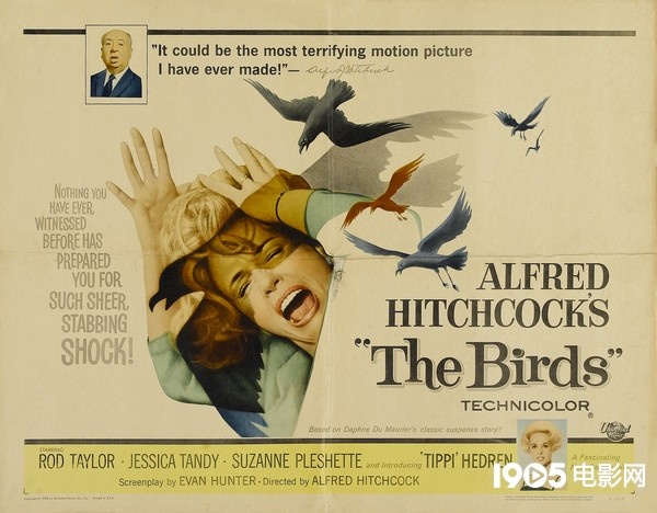 希区柯克经典作《群鸟》将被翻拍 荷兰导演掌镜(图1)