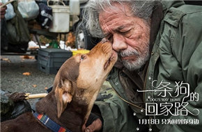 《一条狗的回家路》新海报 被赞“适合全人类”