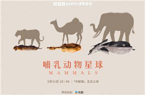BBC全新纪录片《哺乳动物星球》3月31日独家上线优酷 时隔20年 再次聚焦不断演进的哺乳动物